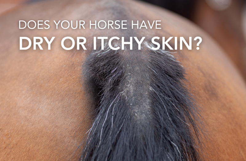 How To Help Your Horses Dry Or Itchy Skin | Equine Science Matters™